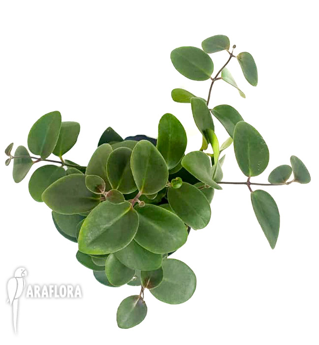 Aeschynanthus-spec-Mulu-2