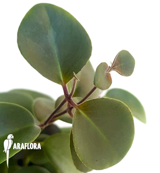 Aeschynanthus-spec-Mulu-3