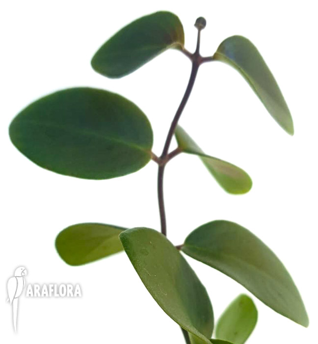 Aeschynanthus-spec-Mulu-5