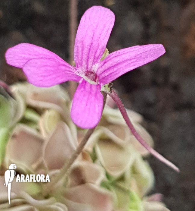 Pinguicula-kondoi-3