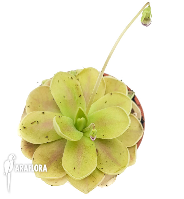 Pinguicula-kunlun-x-gigantea-2