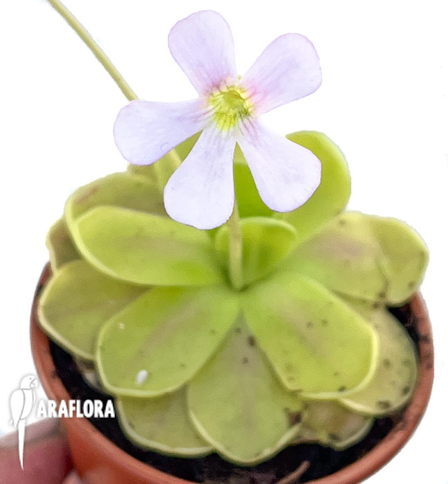 Pinguicula-kunlun-x-gigantea-5
