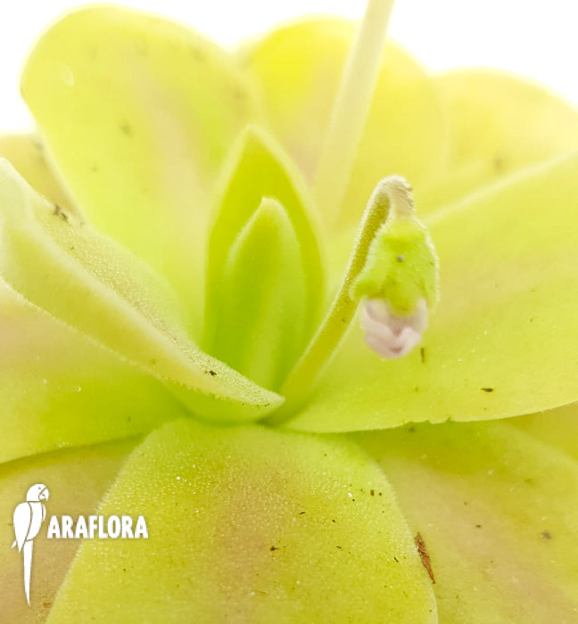 Pinguicula-kunlun-x-gigantea-6