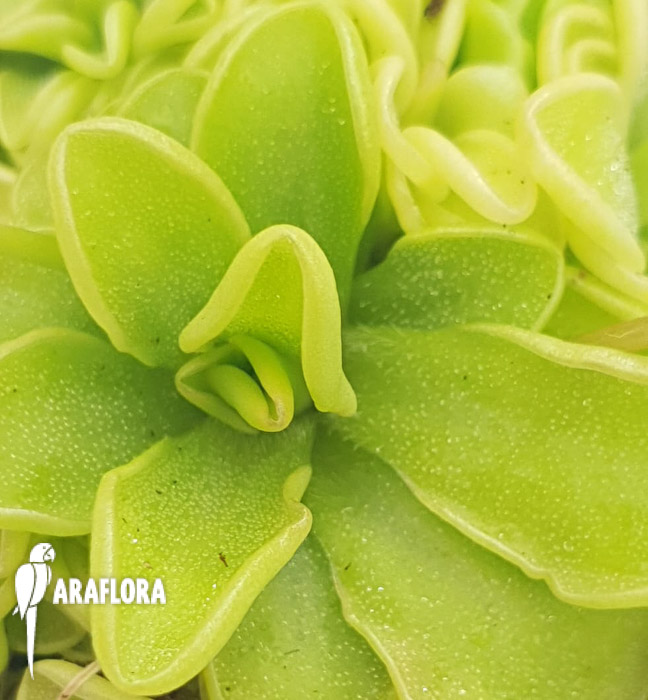 Pinguicula-rotundiflora-x-emarginata-4