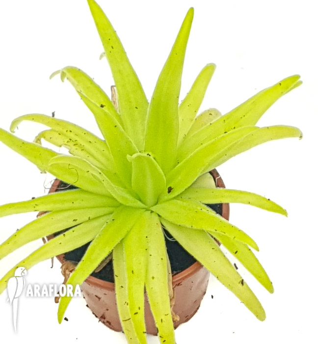 Pinguicula-x-aphrodite-b-2