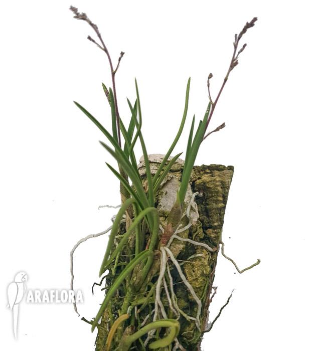 Encyclia gramatoglossa 2