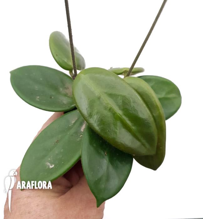 Hoya vangviengensis2