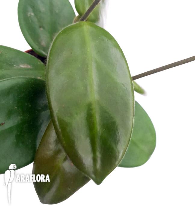 Hoya vangviengensis6