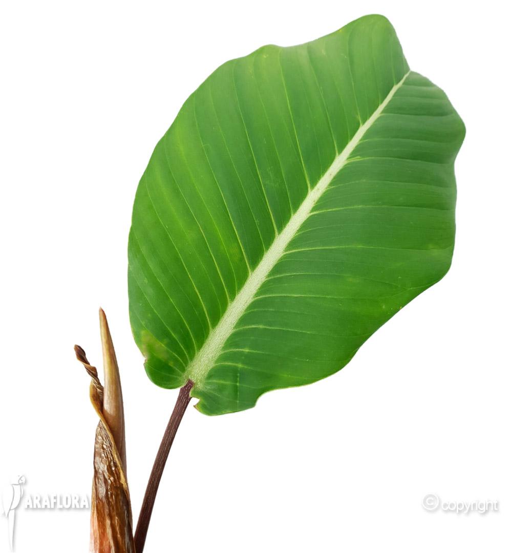 Philodendron geniculatum ‘Jet Streak’ 4