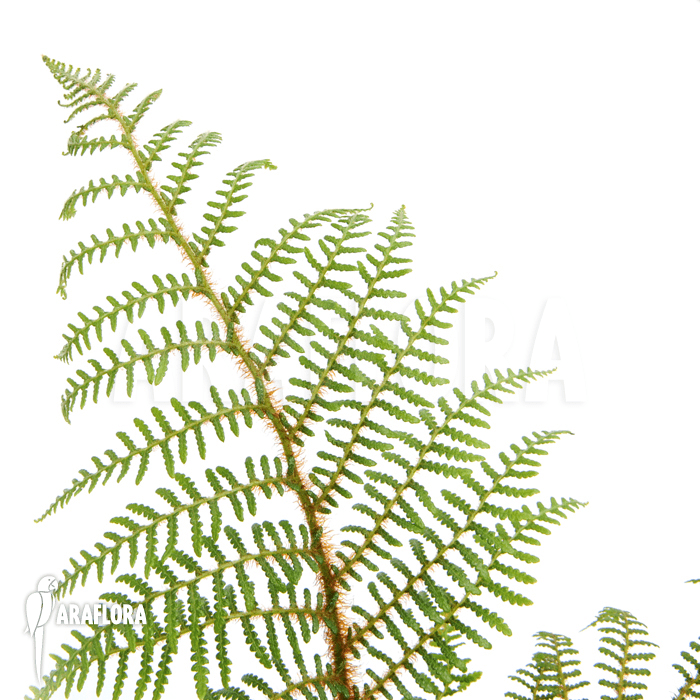 Screenshot 2025-11-12 at 12-49-00 Araflora exotic flora & more – Tree fern ‘Cyathea tomentosissima’ (S)
