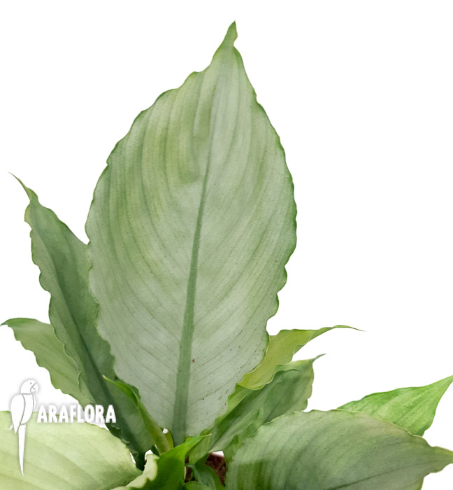 Spathiphyllum ‘Ghost’