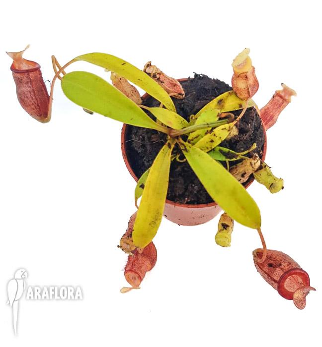 Nepenthes flava
