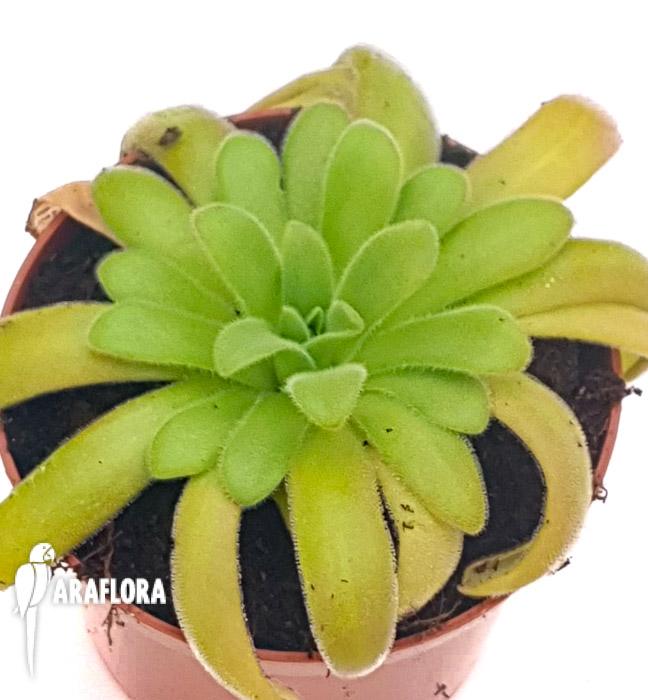 Pinguicula gypsicola x agnata 3