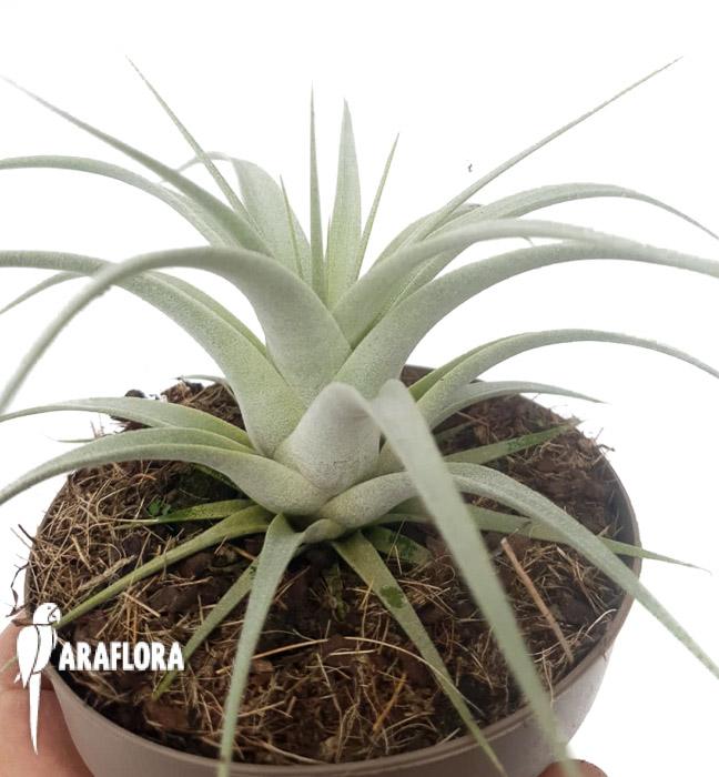 Tillandsia xerographica starter
