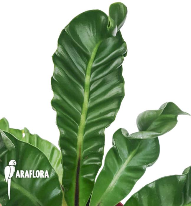 Asplenium nidus ‘Cobra’3