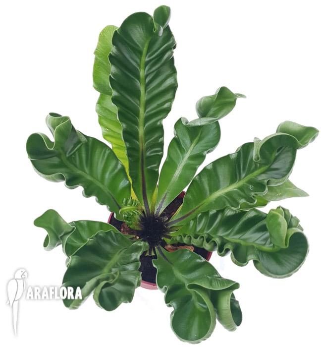 Asplenium nidus ‘Cobra’6
