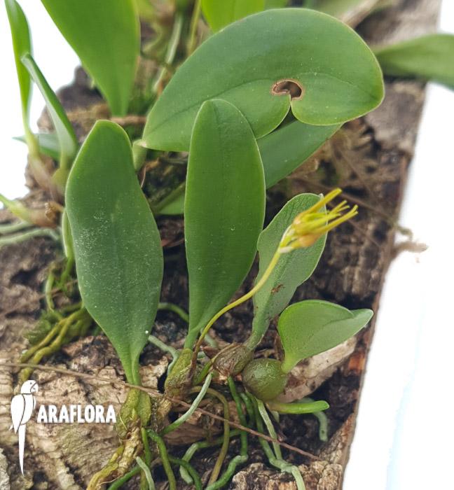 Bulbophyllum taiwanense ‘L’-21