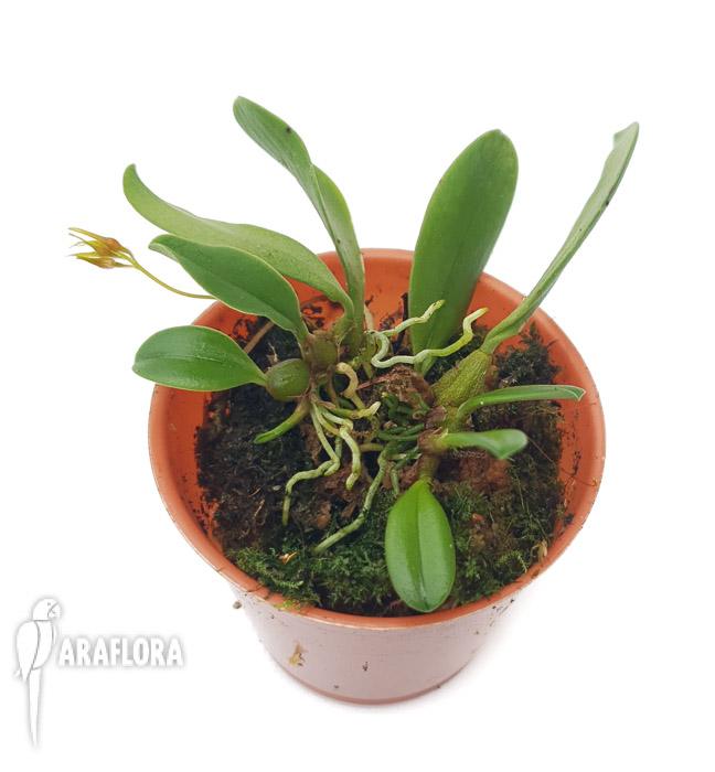 Bulbophyllum taiwanense Starter3
