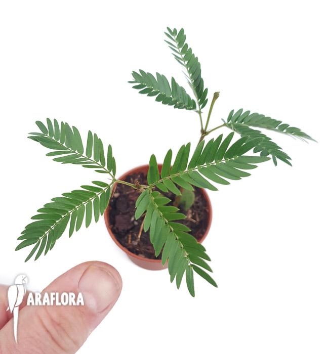 Cojoba arborea ‘Tamarin’2