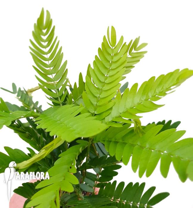 Cojoba arborea ‘Tamarin’3