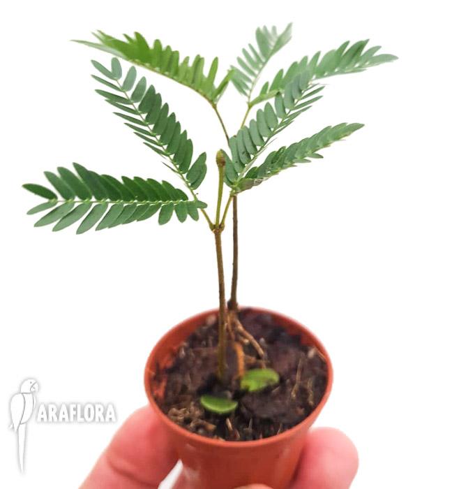 Cojoba arborea ‘Tamarin’6