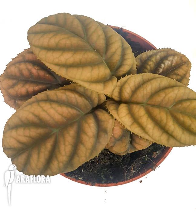 Labisia sp ‘Vietnam’