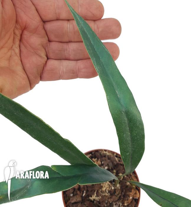 Microsorum thailandicum ‘Giant’3