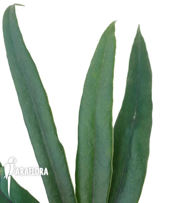 Microsorum thailandicum ‘Giant’4