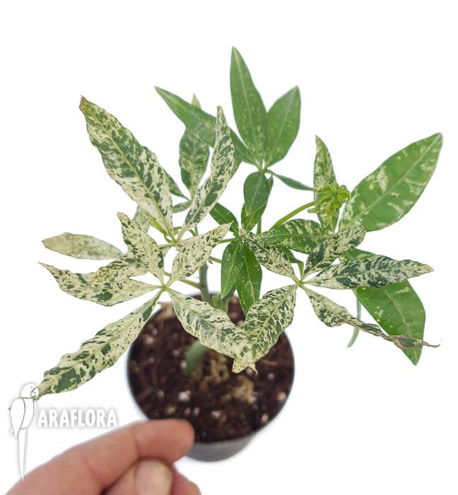 Pachira glabra ‘Milky Way’2