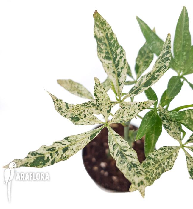 Pachira glabra ‘Milky Way’4