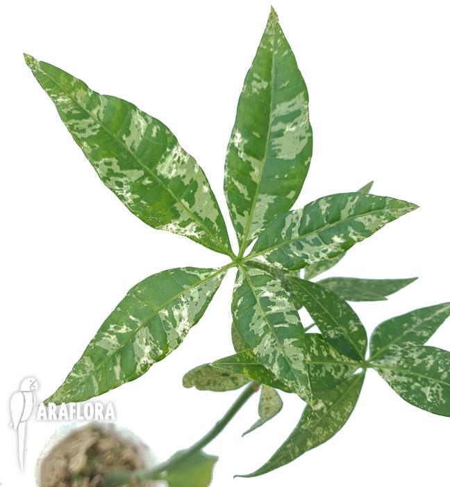 Pachira glabra ‘Milky Way’5