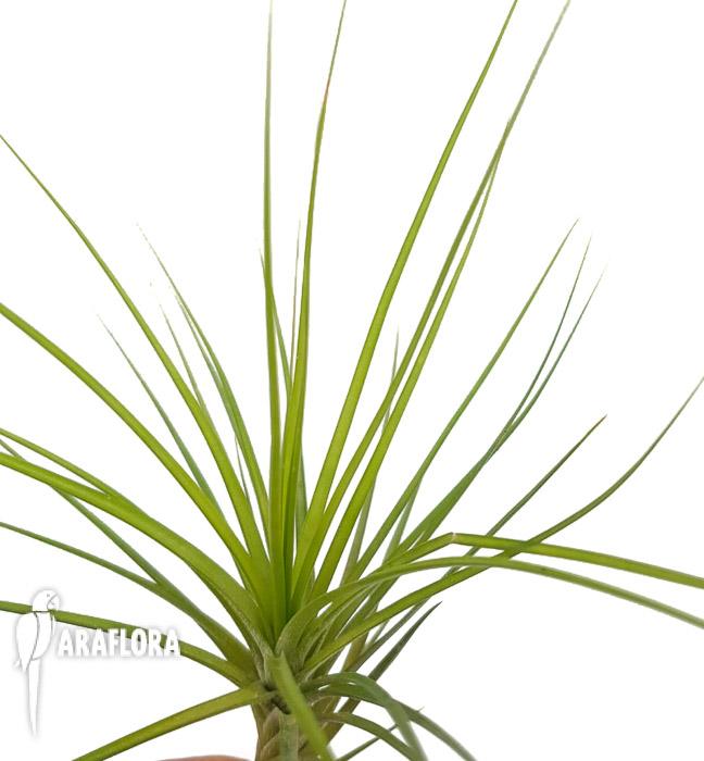 Tillandsia caulenscens4