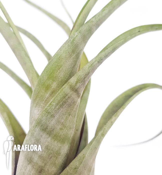 Tillandsia flexuosa ex. Suriname ‘L’6