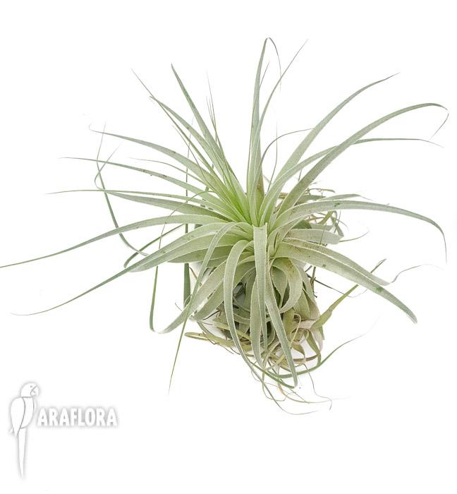 Tillandsia gardenerii ‘XL’3