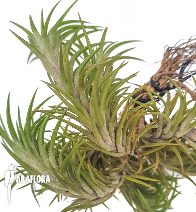 Tillandsia tenuifolia var araujeio6