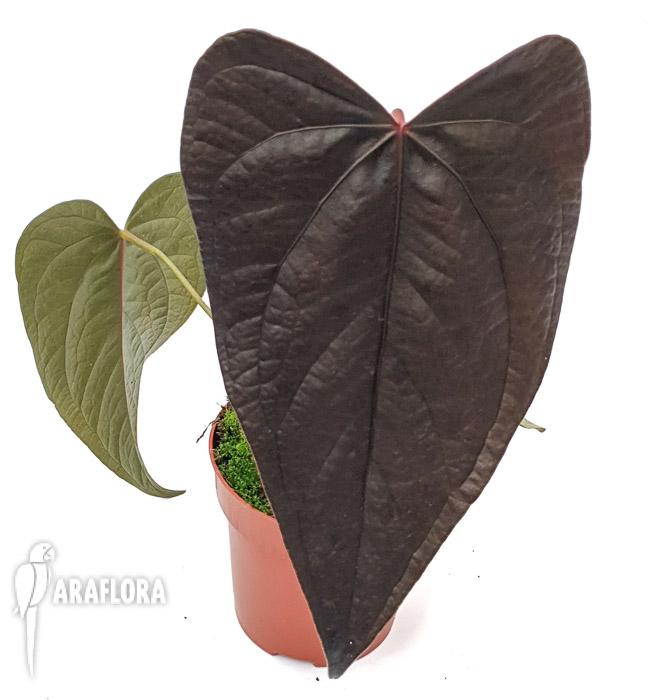 Anthurium ‘new’3