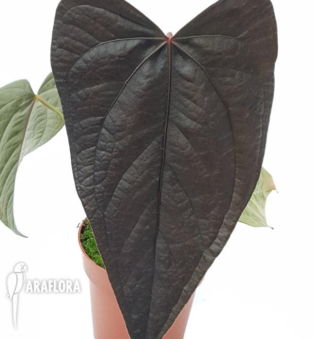 Anthurium ‘new’4