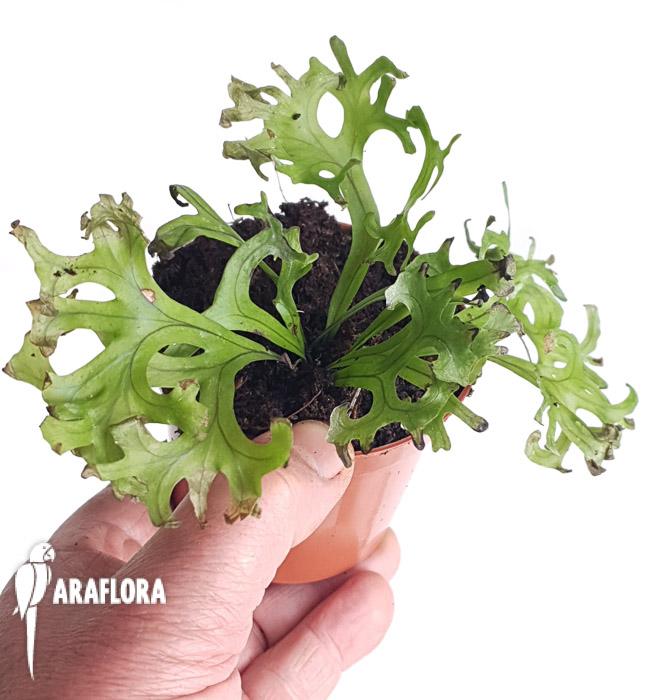 Asplenium multi import2