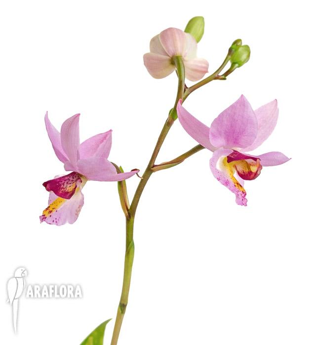 Barkeria whartoniana5