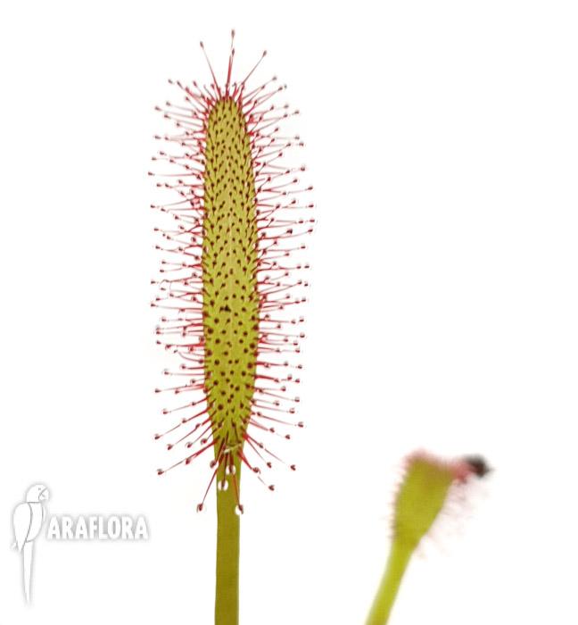 Drosera capensis Red ‘Starter’