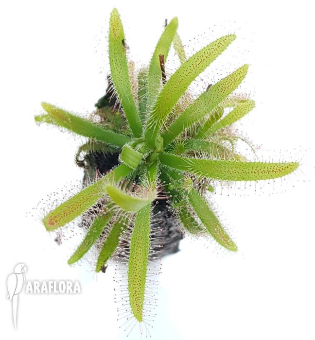 Drosera latifolia2