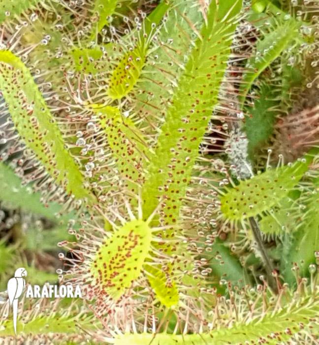 Drosera latifolia5
