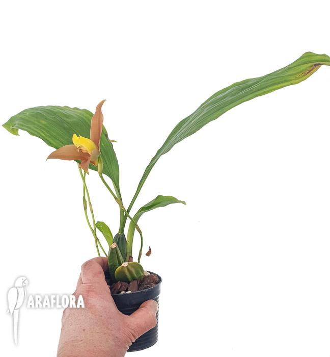 Lycaste lasioglossa5