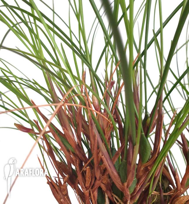 Maxillaria atrosanguinea