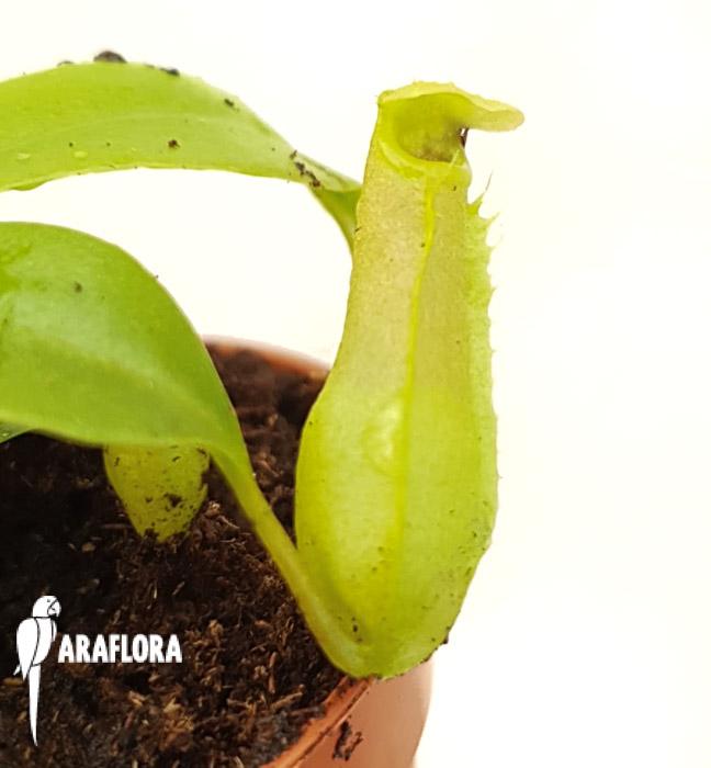 Nepenthes ventricosa ‘Starter’6