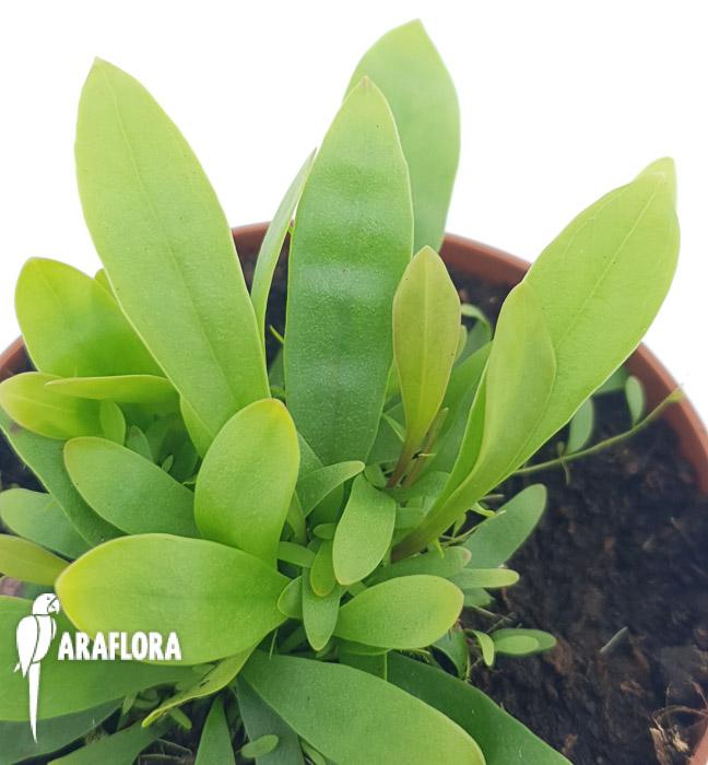 Utricularia longifolie ‘Starter’3