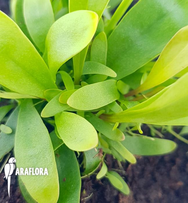 Utricularia longifolie ‘Starter’4