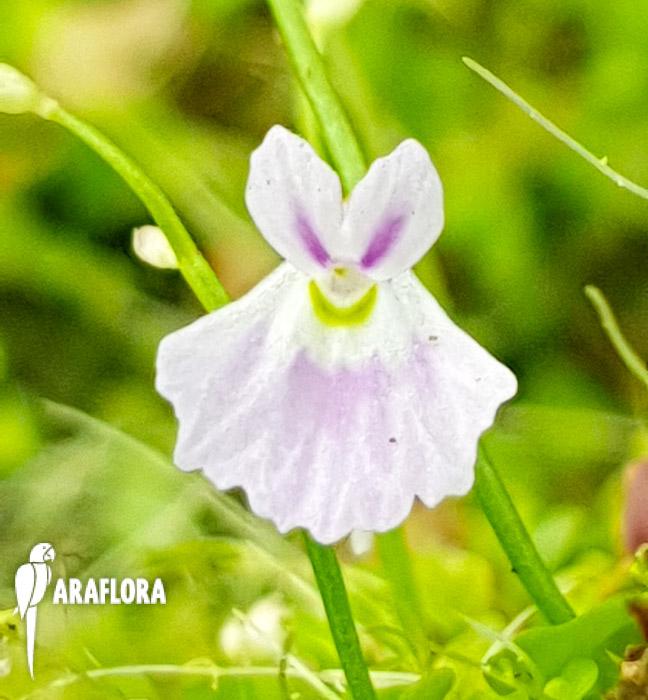 Utricularia sandersonii ‘Starter’